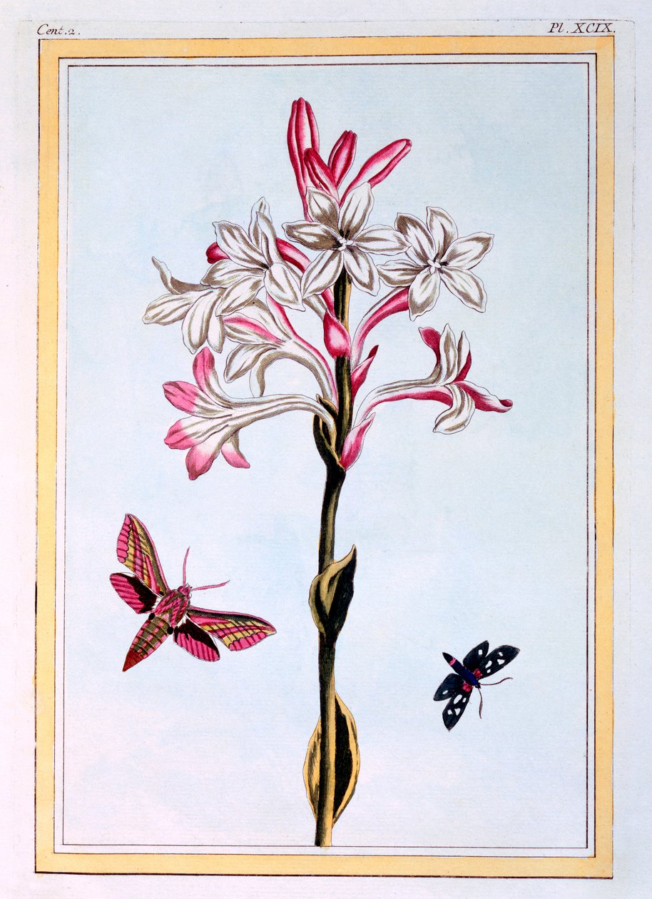 Tuberose, ca. 1766 door Pierre Joseph Buchoz