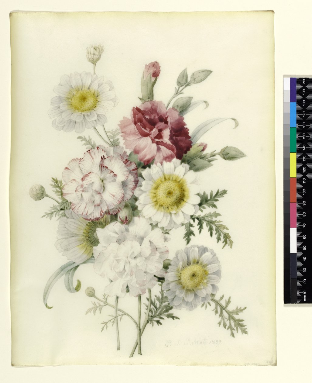 Bosje Gemengde Anjers en Witte Goudsbloemen door Pierre-Joseph Redouté