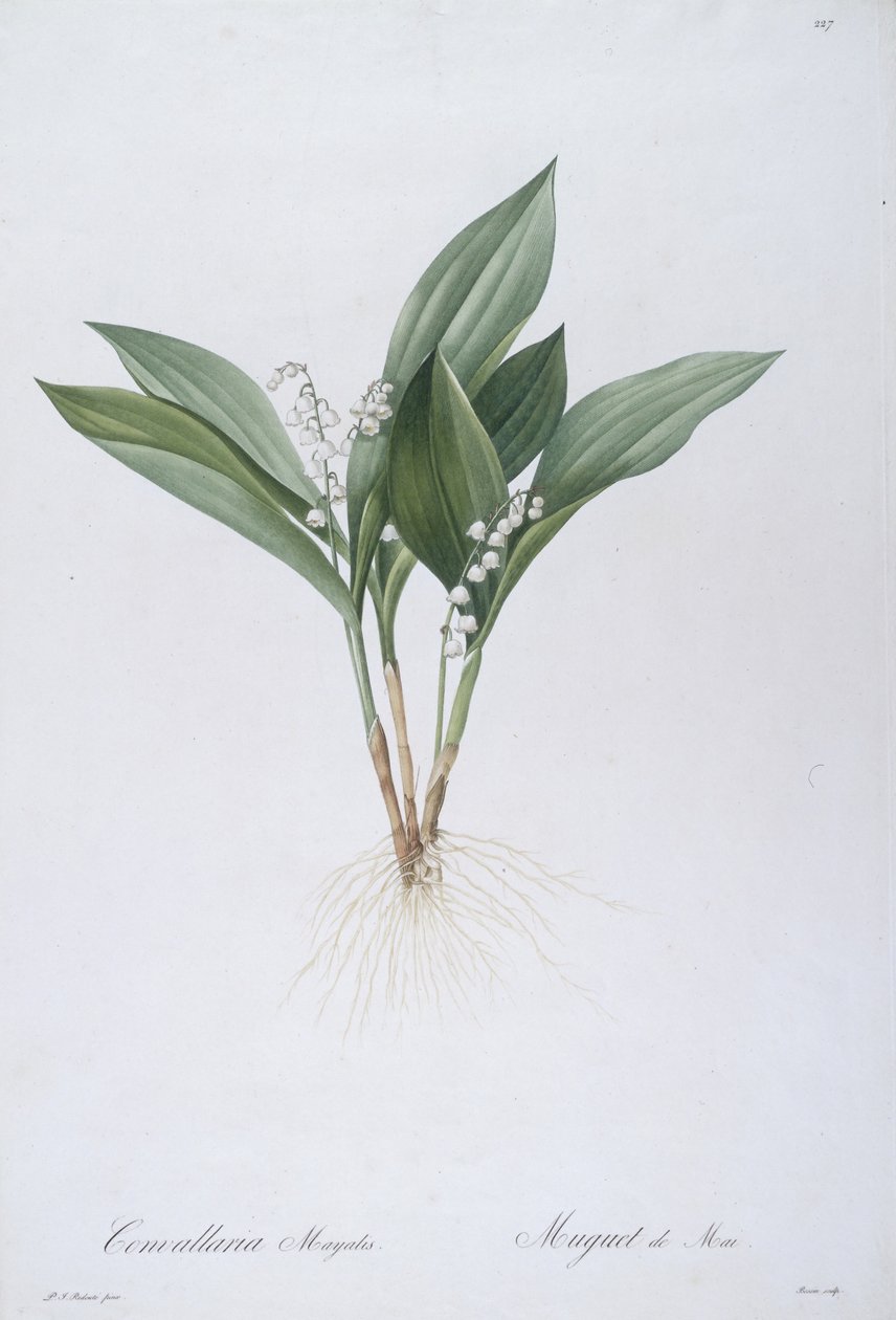 Convallaria majalis (Lelietje-van-dalen), 1808 door Pierre Joseph Redouté