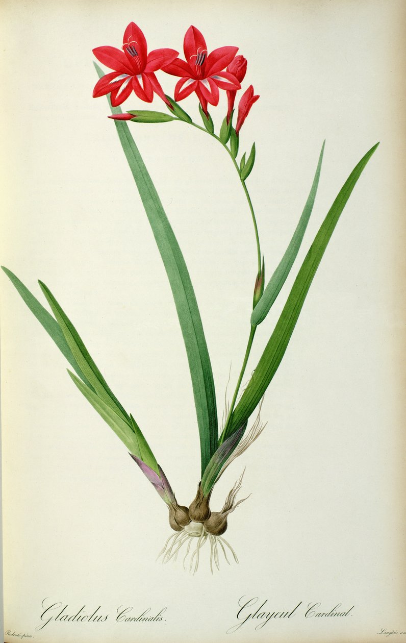 Gladiolus Cardinalis, uit `Les Liliacees