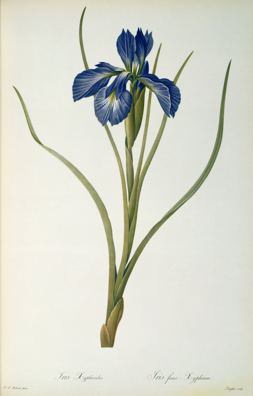 Iris Xyphioides, uit `Les Liliacees