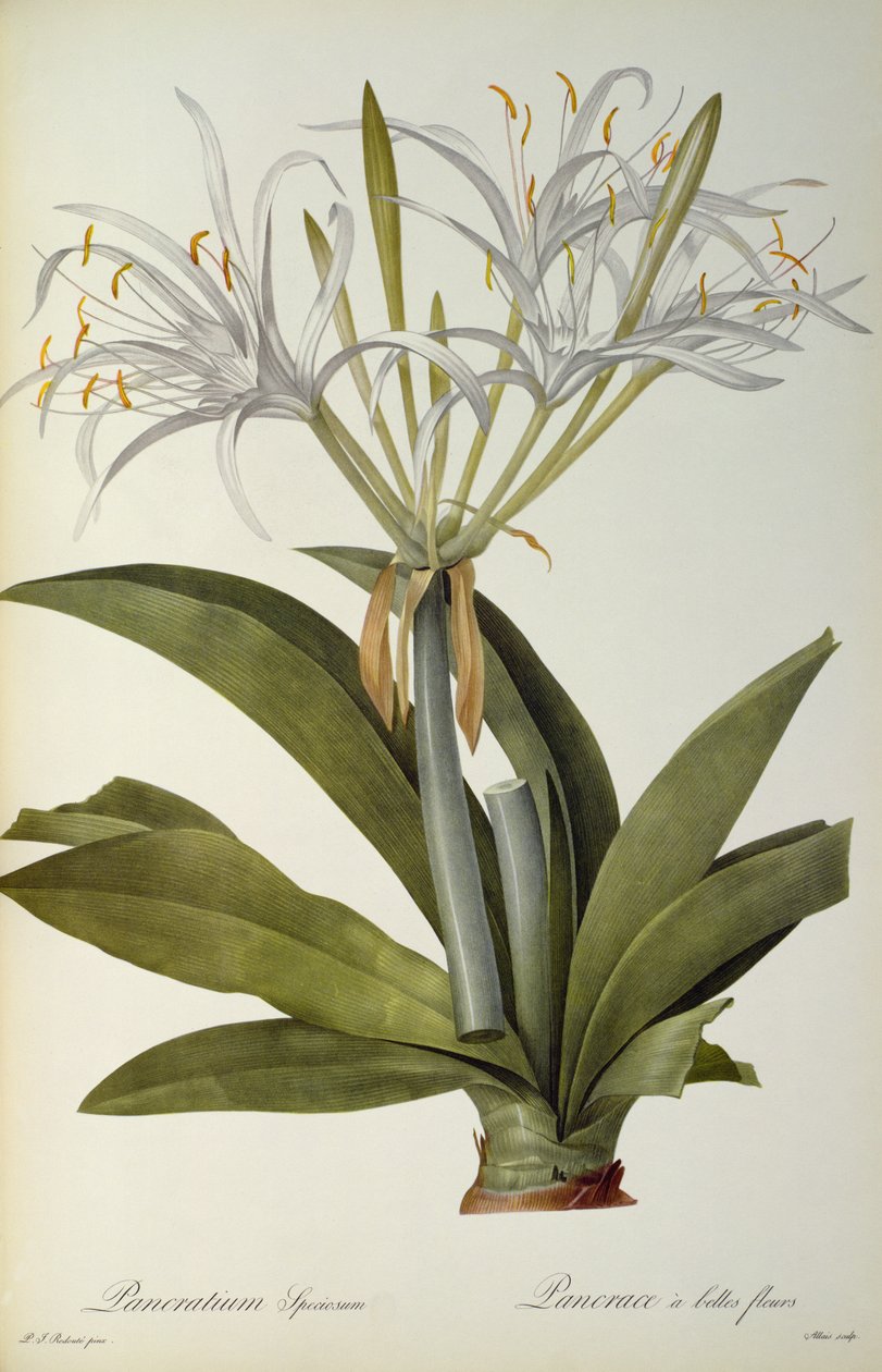 Pancratium speciosum, uit 