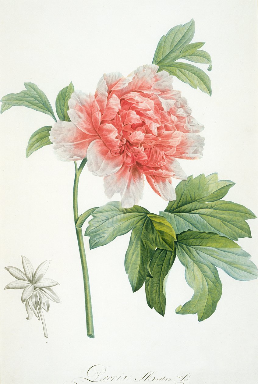 Pioenroos, 1799 door Pierre Joseph Redouté