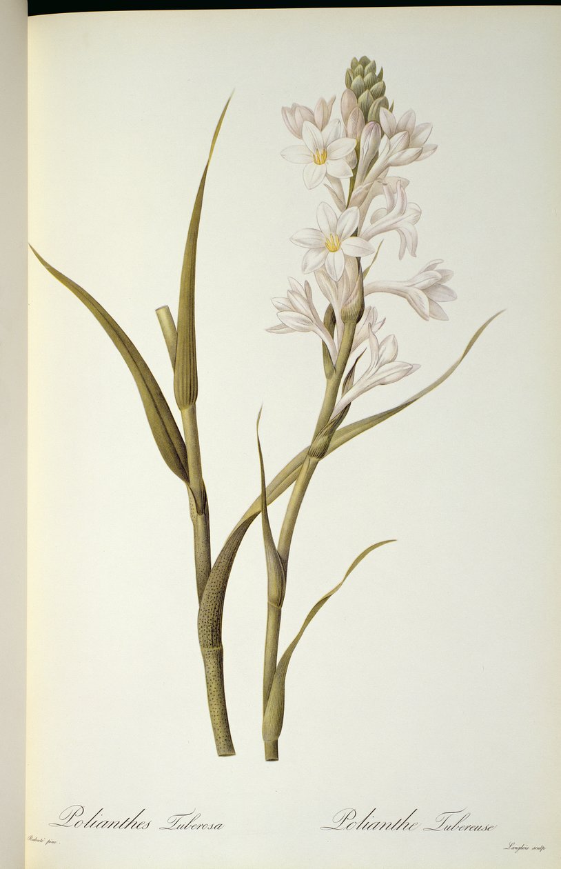 Polianthes Tuberosa, uit 