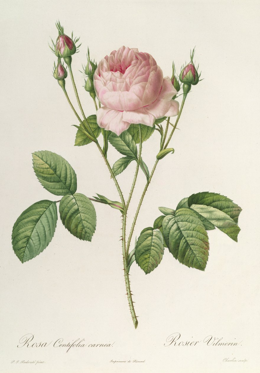 Rosa Centifolia Carnea, uit 