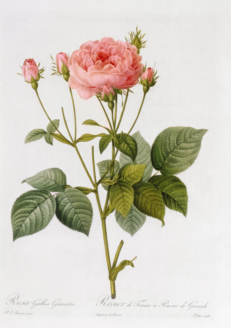 Rosa Gallica Granatus, uit 