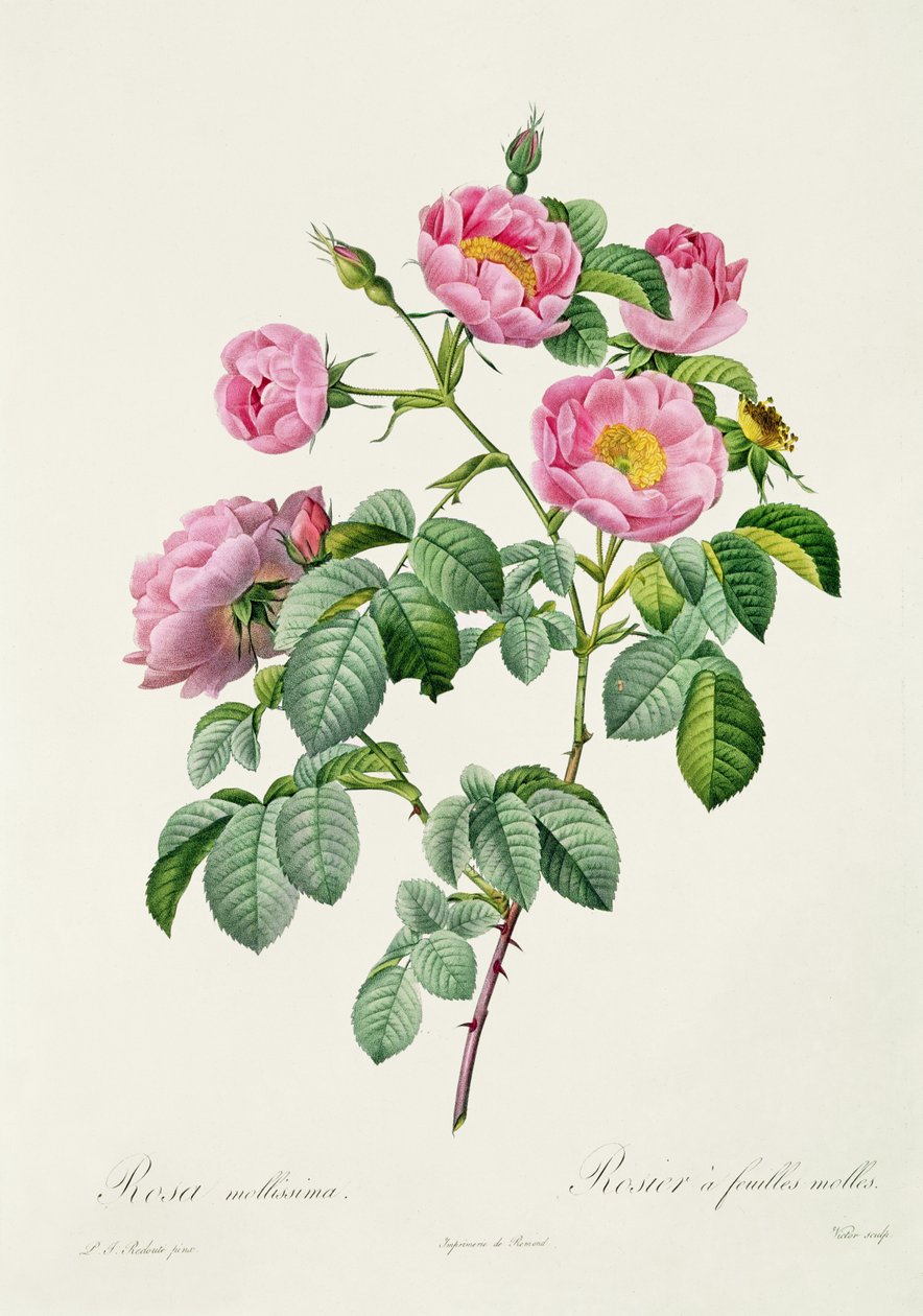 Rosa Mollissima, uit 