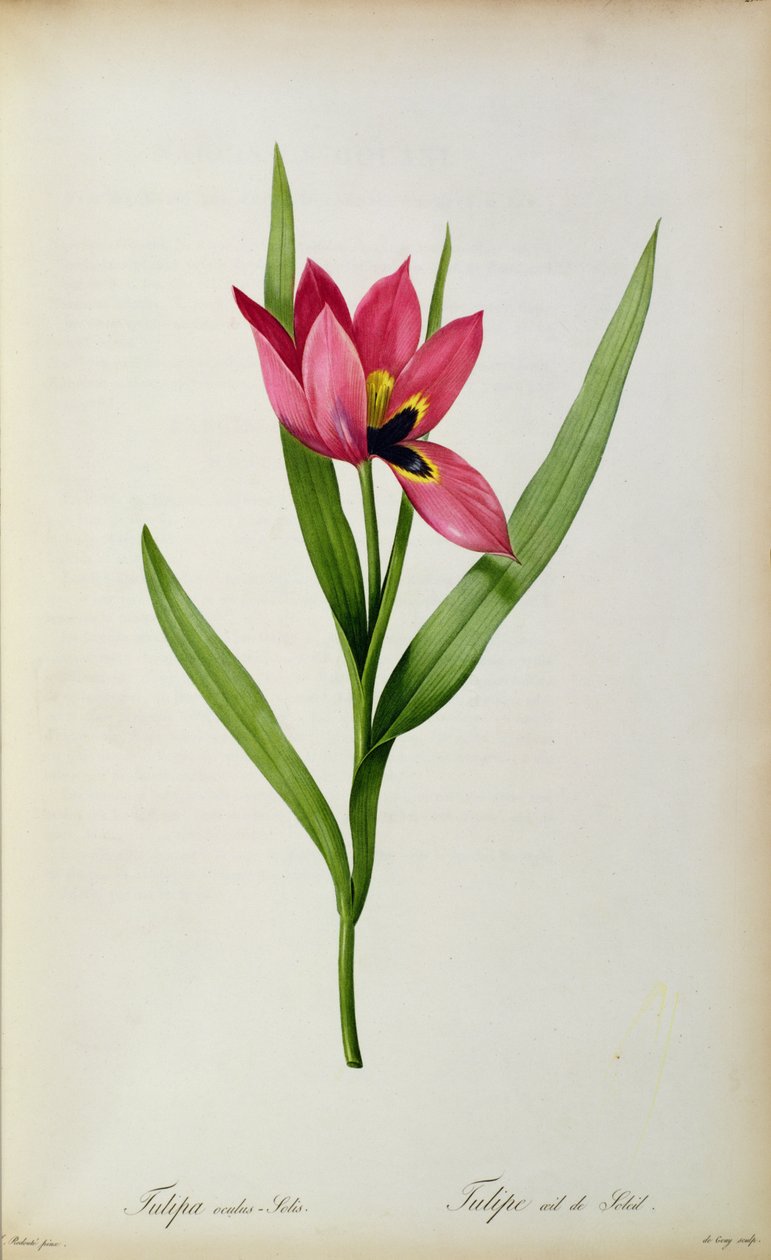 Tulipa oculus-solis, uit 