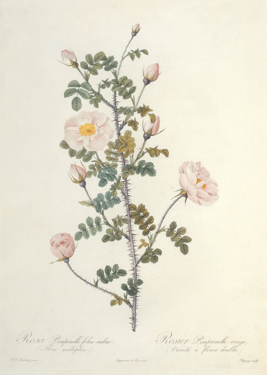 Rosa Pimpinellifolia Rubra Flore Multiplici, gegraveerd door Chapuy, uitgegeven door Remond door Pierre Joseph Redouté