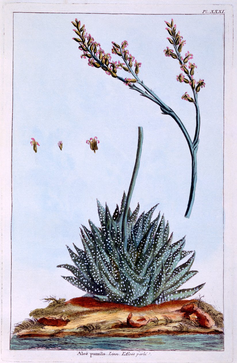 Aloë, illustratie uit 