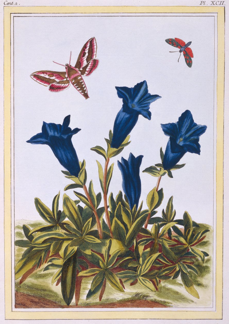 Blauwe Gentiaan (Trompetbloem), c.1776 door Pierre Joseph Buchoz