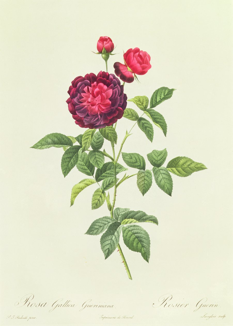 Rosa Gallica Gueriniana door Pierre Joseph Redouté