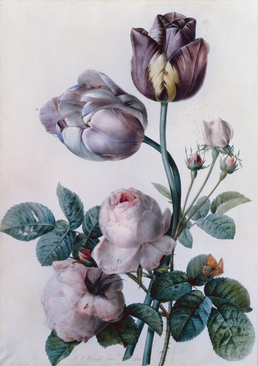 Een koolroos, twee tulpen, een kleine gehakkelde aurelia, gele weide door Pierre Joseph Redouté