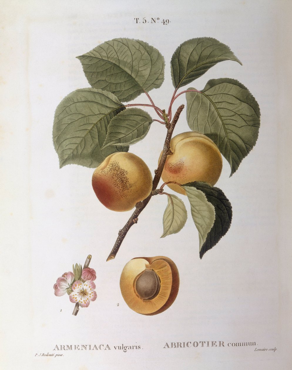 Abrikoos (Armeniaca vulgaris of Prunus armeniaca), botanische plaat door Pierre Joseph Redouté door Pierre Joseph Redouté