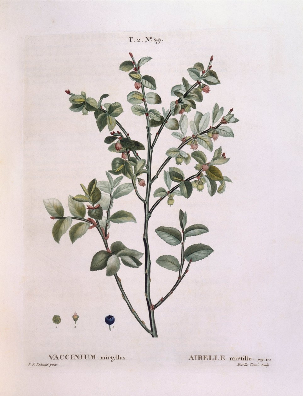 Bosbes (Vaccinium myrtillus), botanische plaat door Pierre Joseph Redouté door Pierre Joseph Redouté