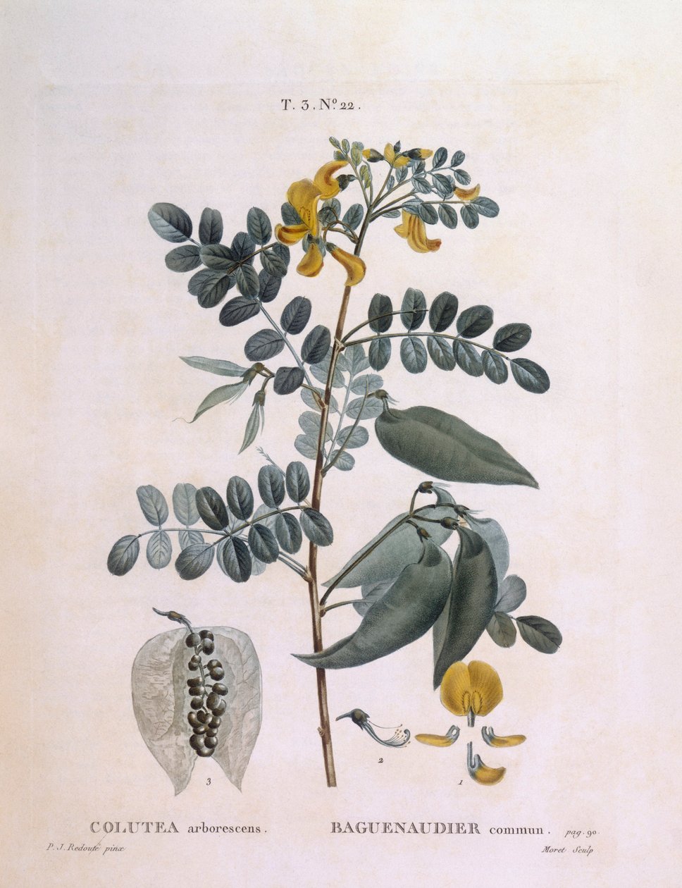 Blaasjesstruik (Colutea arborescence), botanische plaat door Pierre Joseph Redouté door Pierre Joseph Redouté
