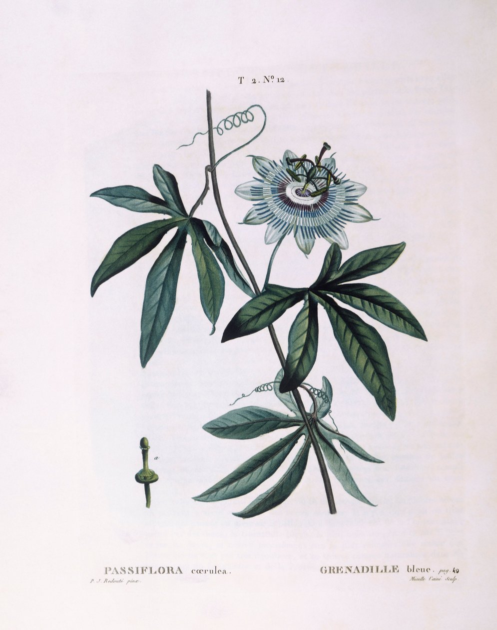 Blauwe passiebloem (Passiflora caerulea), botanische plaat door Pierre Joseph Redouté door Pierre Joseph Redouté