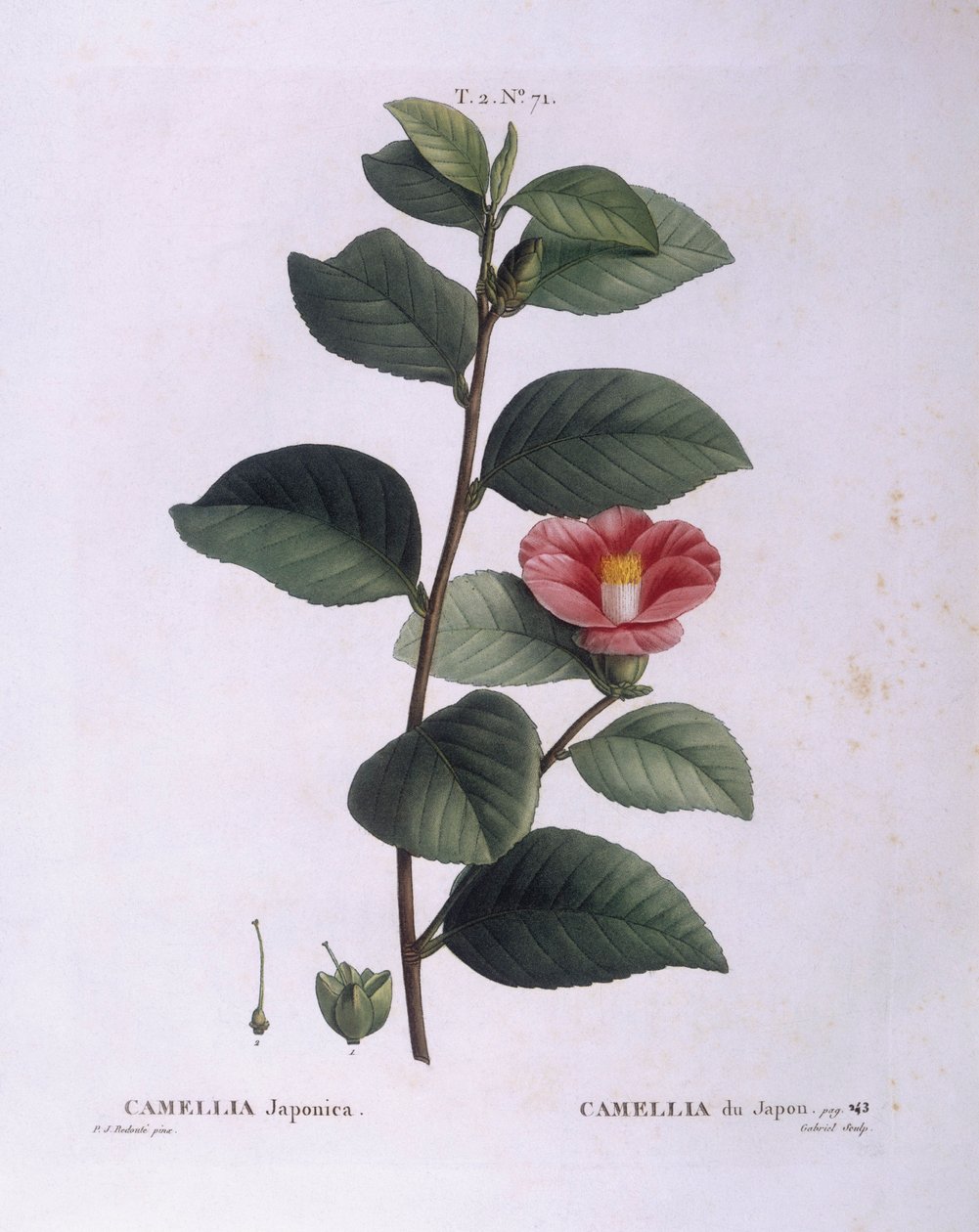 Camellia (Camellia japonica), botanische plaat door Pierre Joseph Redouté door Pierre Joseph Redouté