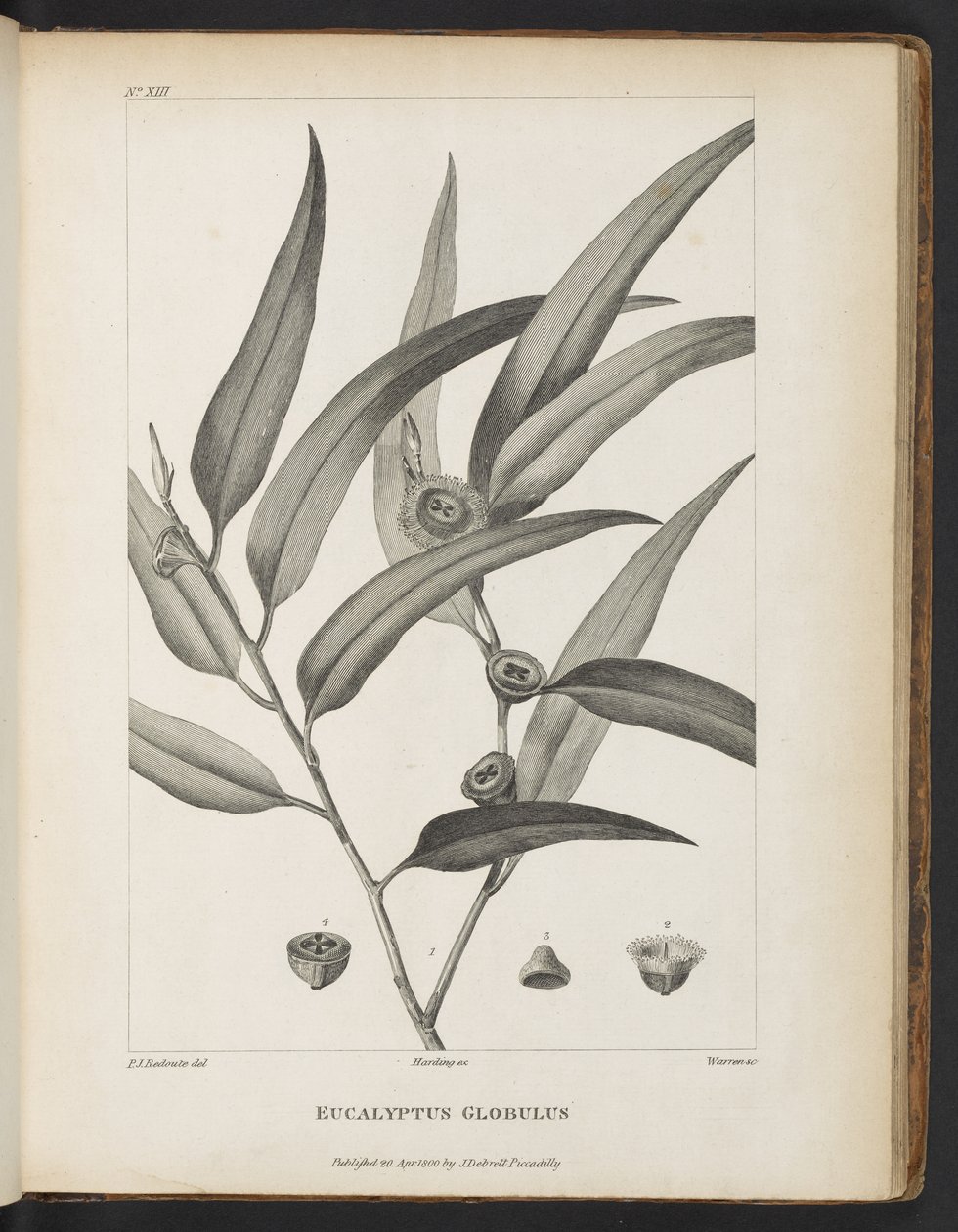 Eucalyptus Globulus uit 