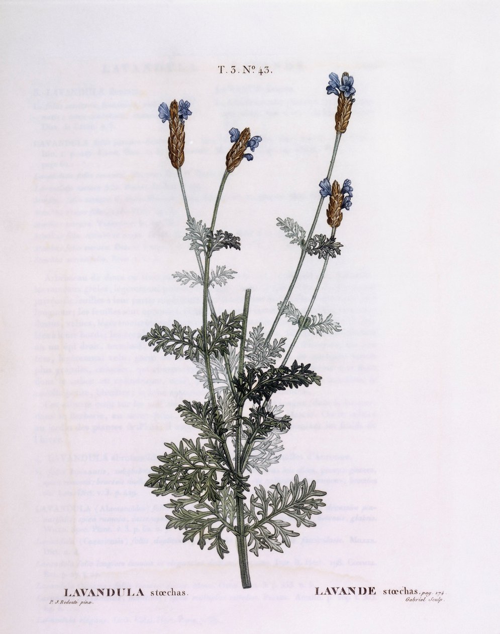 Franse Lavendel (Lavandula stoechas), Henry Louis Duhamel du Monceau, botanische plaat door Pierre Joseph Redouté door Pierre Joseph Redouté