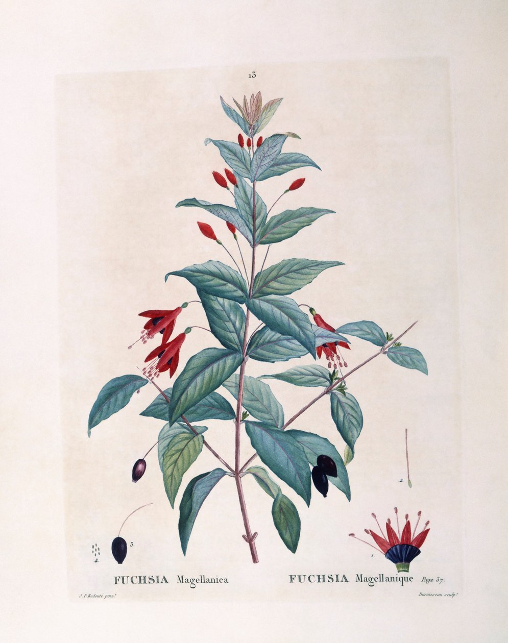 Fuchsia (Fuchsia magellanica), Henry Louis Duhamel du Monceau, botanische plaat door Pierre Joseph Redouté door Pierre Joseph Redouté
