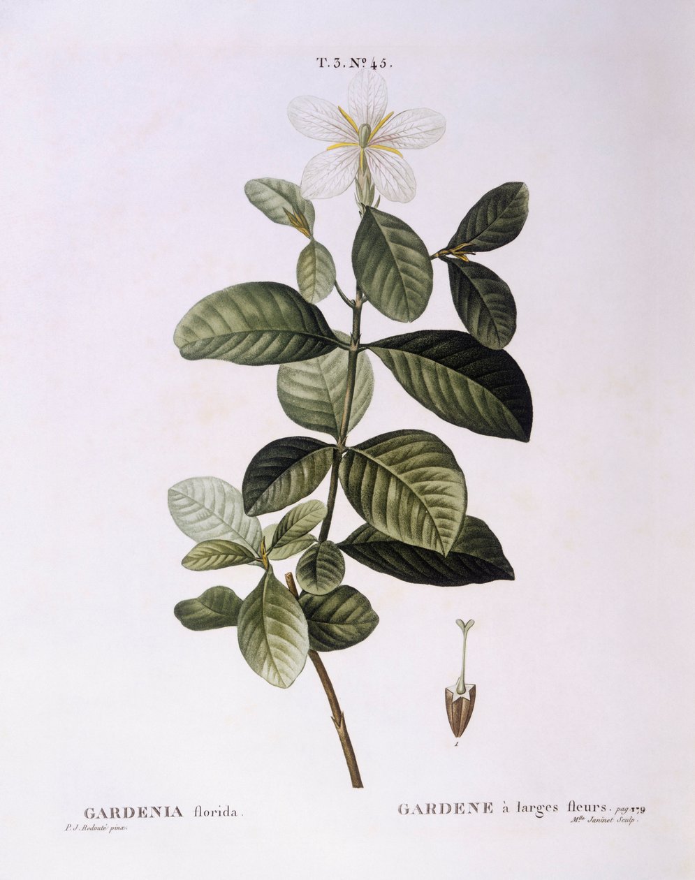 Gardenia (Gardenia florida), botanische plaat door Pierre Joseph Redouté door Pierre Joseph Redouté