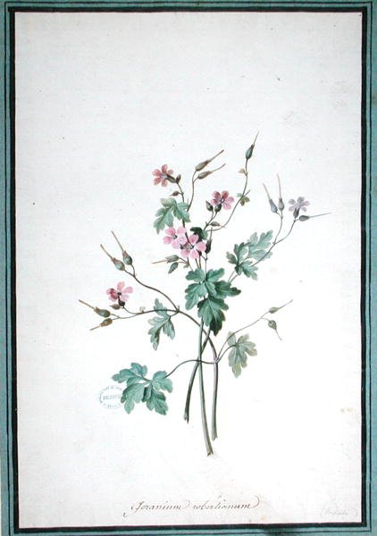 Geranium Robertianum door Pierre Joseph Redouté