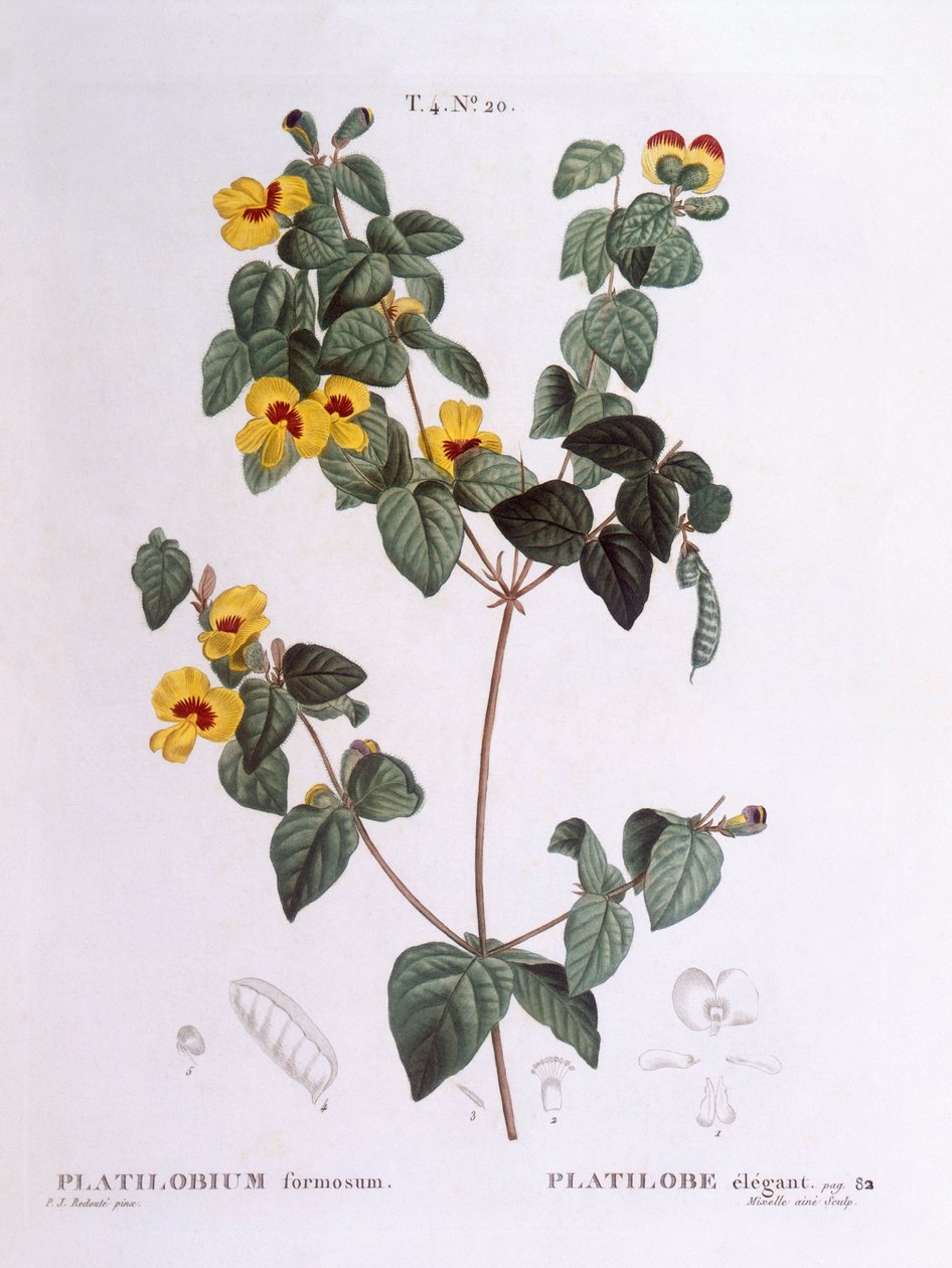 Mooie platpeul (Platylobium formosum), Henry Louis Duhamel du Monceau, botanische plaat door Pierre Joseph Redouté door Pierre Joseph Redouté