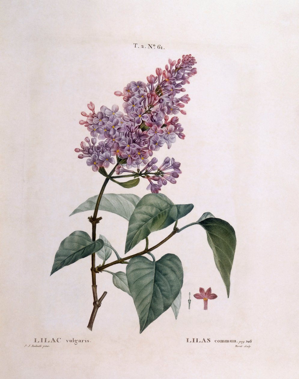 Sering (Syringa vulgaris), botanische plaat door Pierre Joseph Redouté door Pierre Joseph Redouté