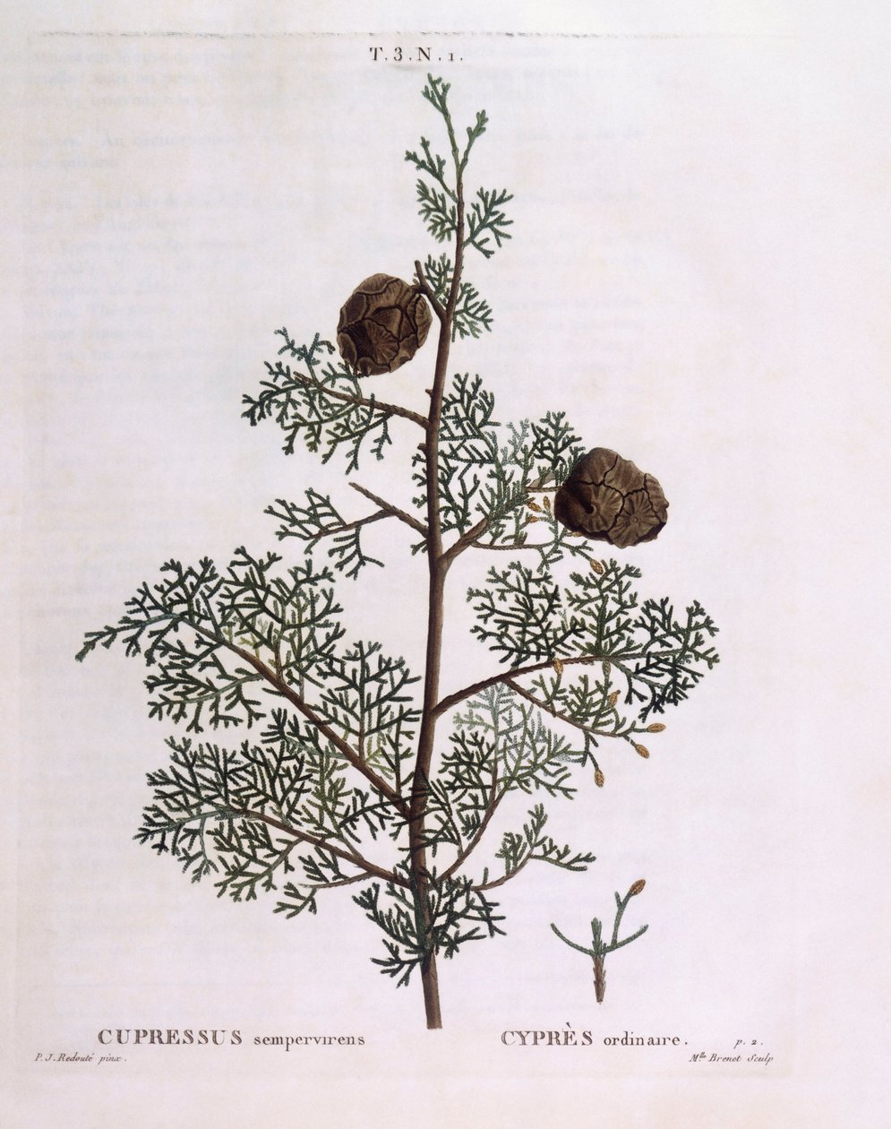 Mediterrane cipres (Cupressus sempervirens), botanische plaat door Pierre Joseph Redouté door Pierre Joseph Redouté