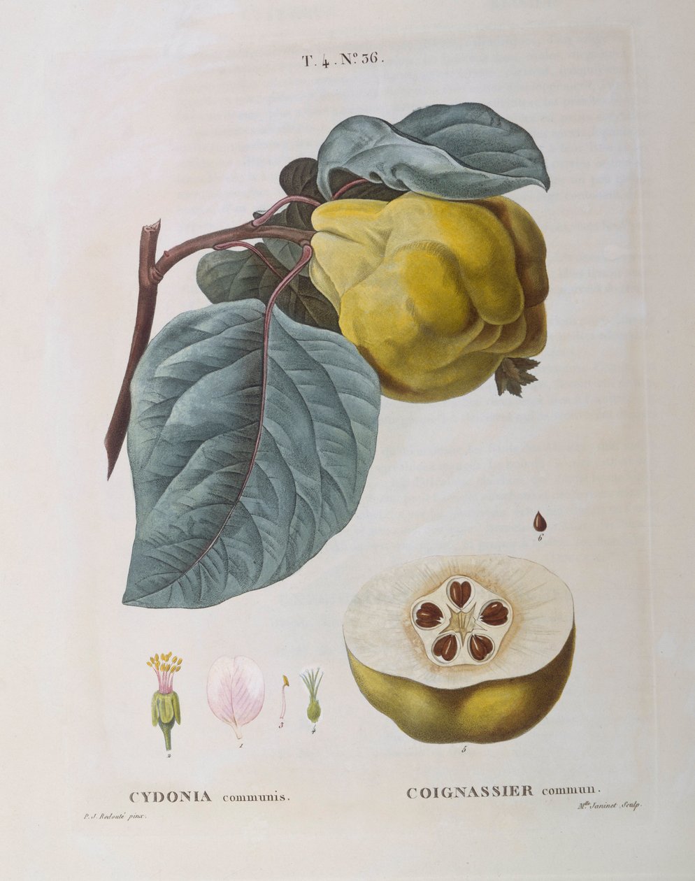 Kweepeer (Cydonia communis), botanische plaat door Pierre Joseph Redouté door Pierre Joseph Redouté