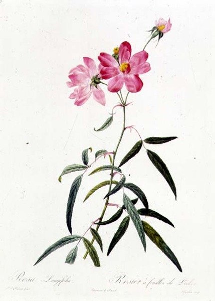 Rosa Longifolia door Pierre Joseph Redouté