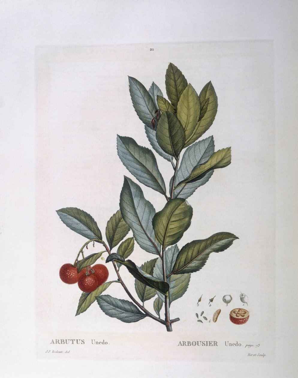 Aardbeiboom (Arbutus unedo), botanische plaat door Pierre Joseph Redouté door Pierre Joseph Redouté