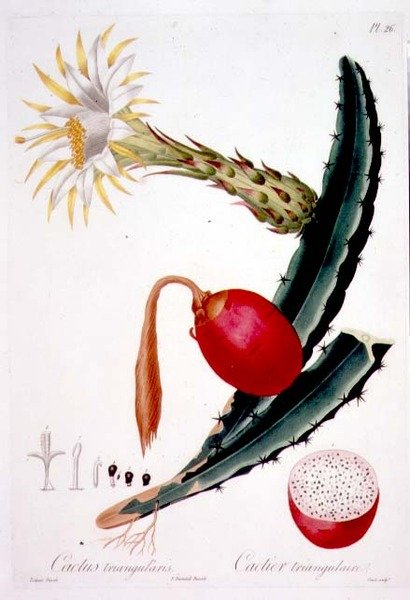 Cactus Triangularis, plaat 26 uit 