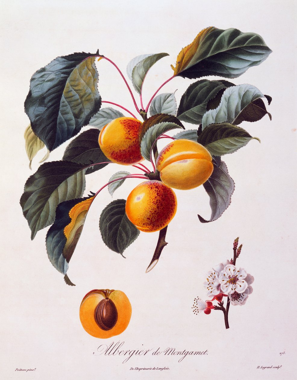 Vruchten en bloemen van abrikoos Albergier De Montgamet, circa 1846, gekleurde gravure door Pierre-Antoine Poiteau uit Pomologie Française, Frankrijk door Pierre Antoine (after) Poiteau