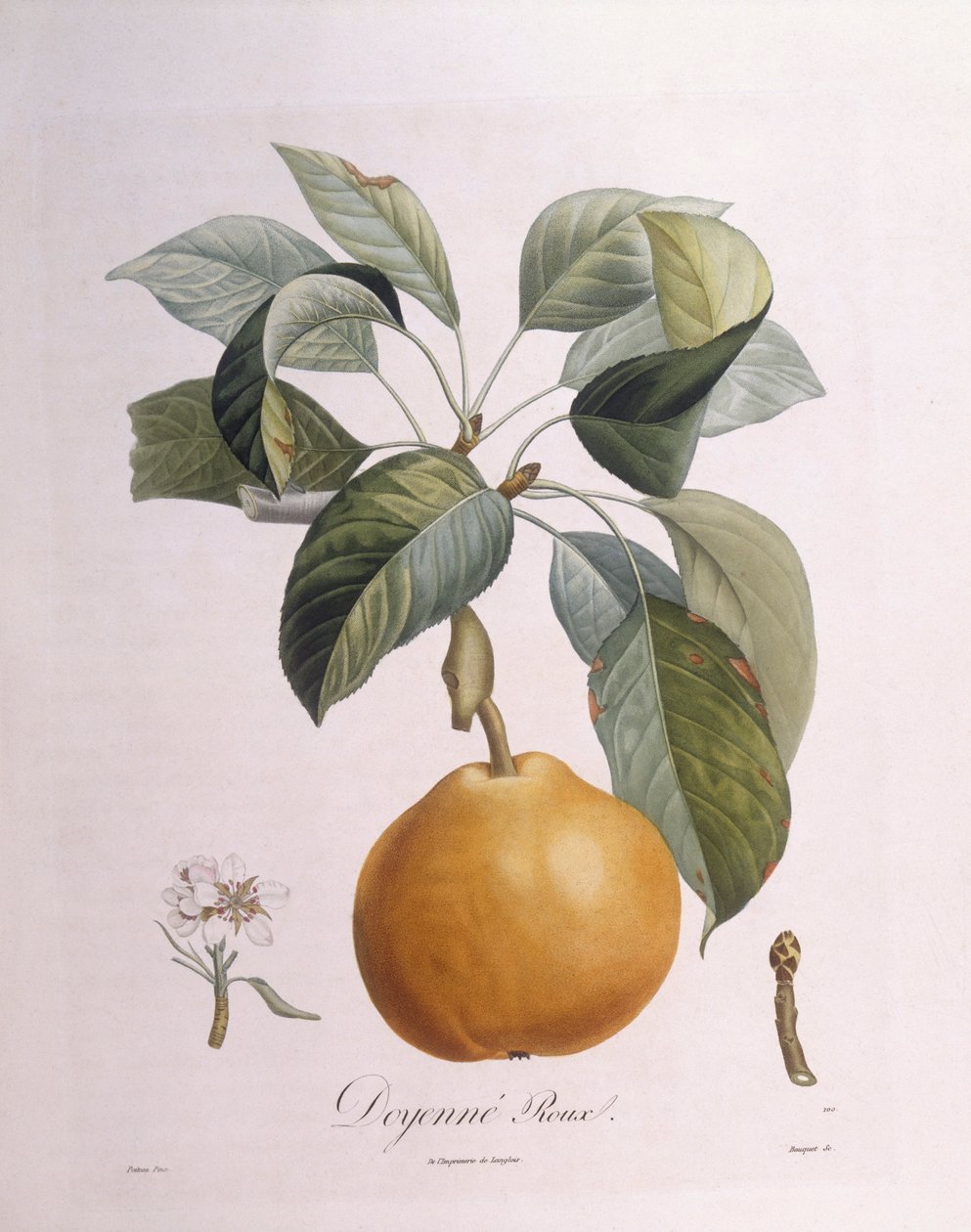 Peer "Doyenné roux", botanische plaat door Pierre Antoine Poiteau door Pierre Antoine (after) Poiteau