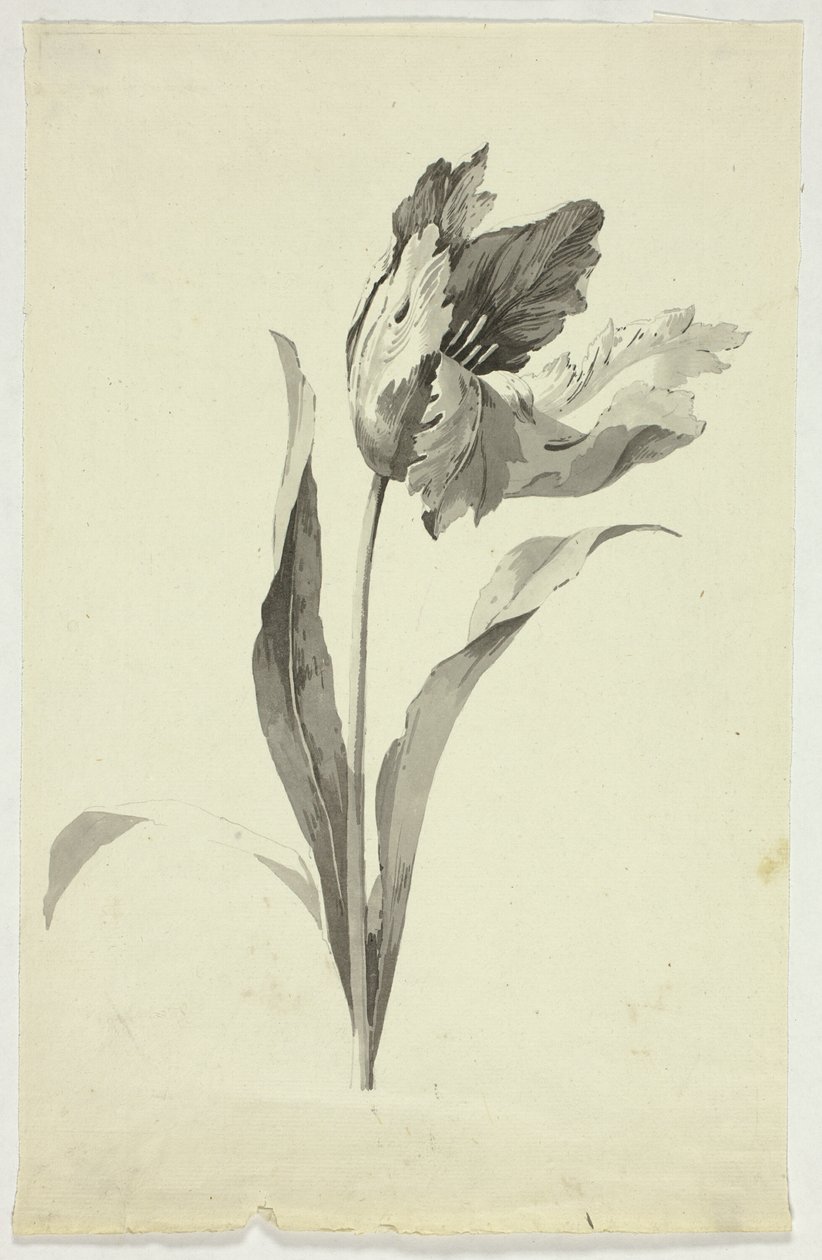Tulp door Pierre Antoine Mongin