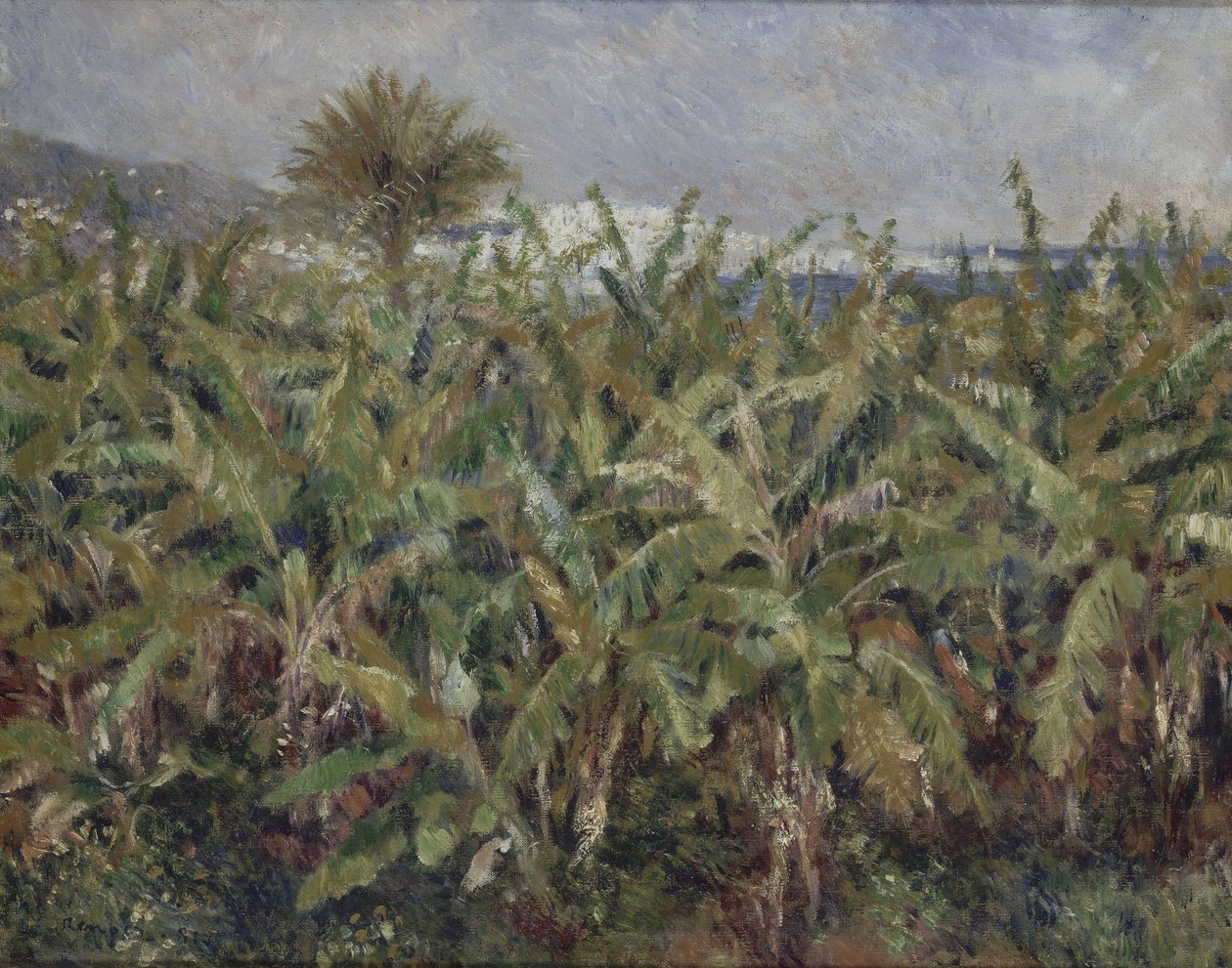 Veld van bananenbomen Champ de bananiers, 1881 door Pierre Auguste Renoir