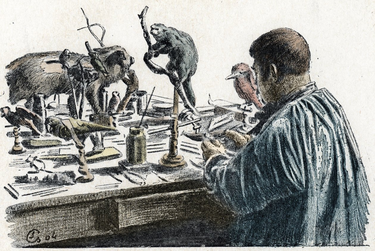 Taxidermie: Een taxidermist vult dieren in zijn werkplaats, gravure uit 