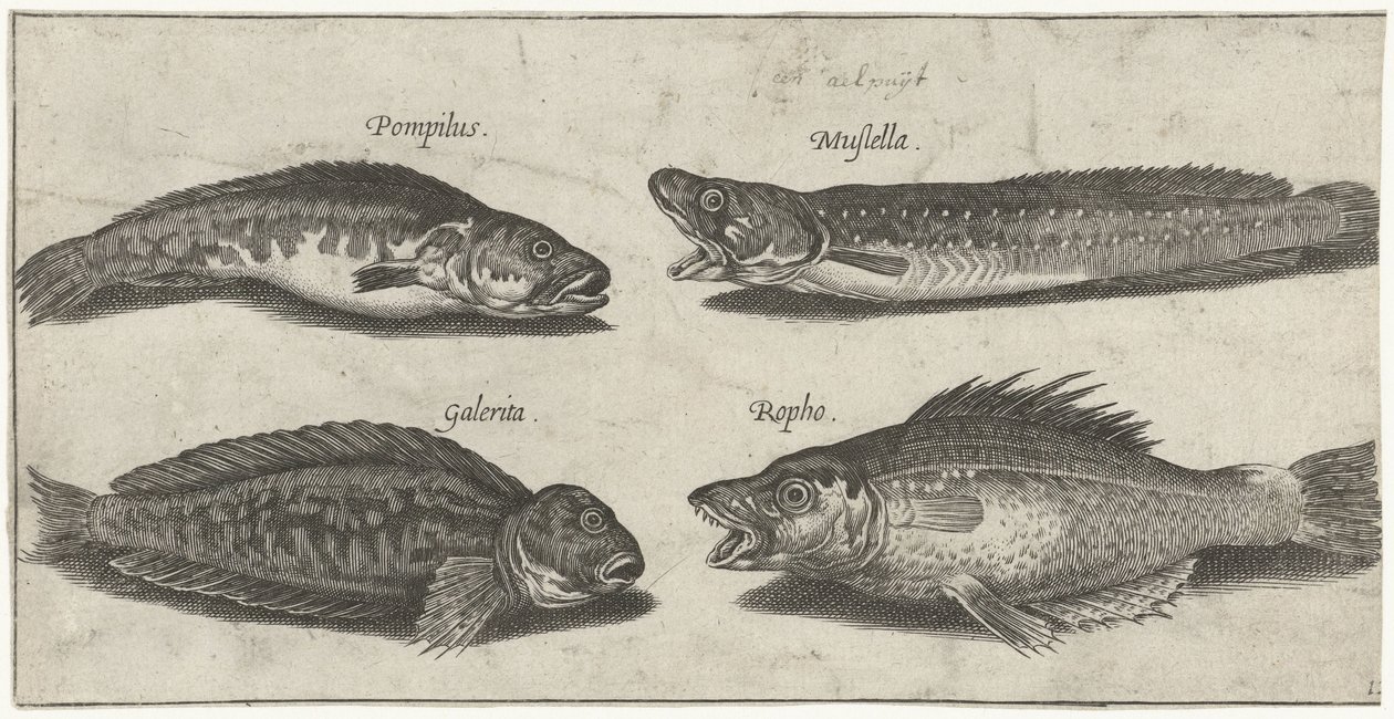 Gaffelkabeljauw, tandbaars, gehoornde slijmvis en een zwarte vis door Pierre Firens