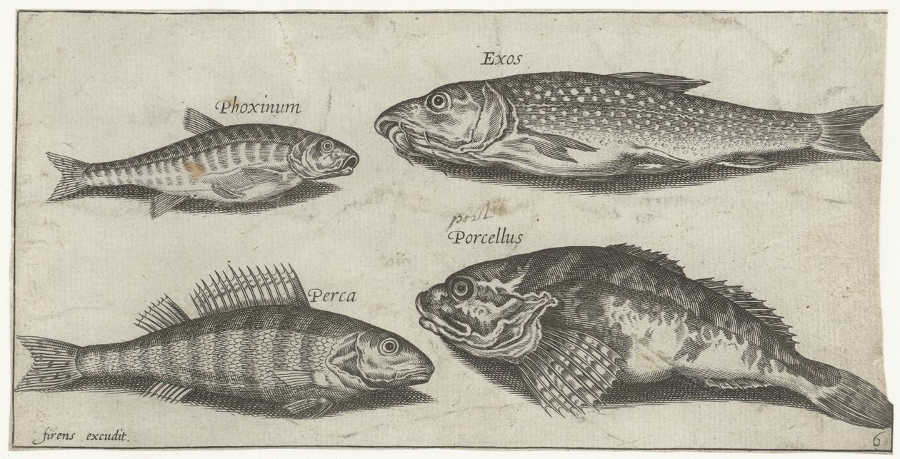 Karper, elrits, meerval en een baars door Pierre Firens