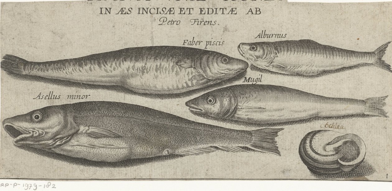 Sprot, karper, harder, kleine kabeljauw en een schelp door Pierre Firens