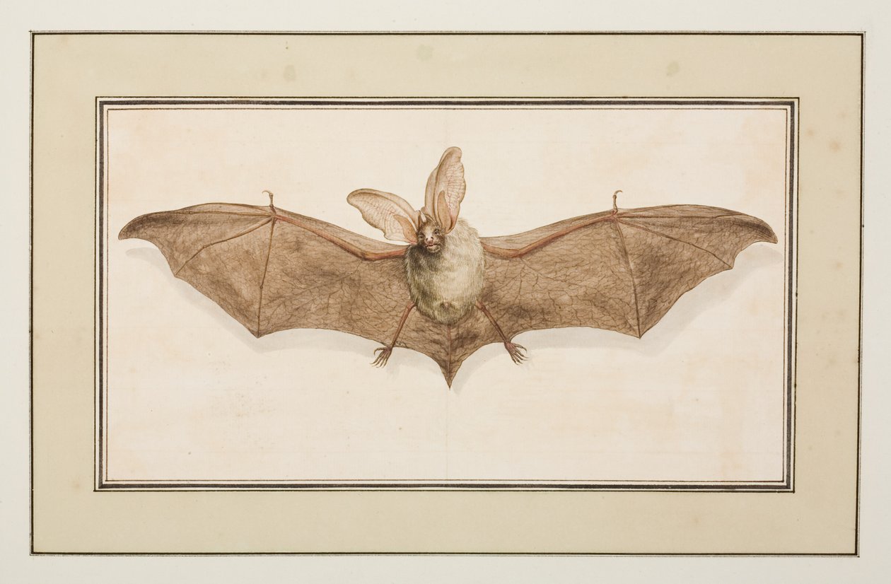Bruine langoorvleermuis, ca.1755-65 door Pierre Francois Ledoulx