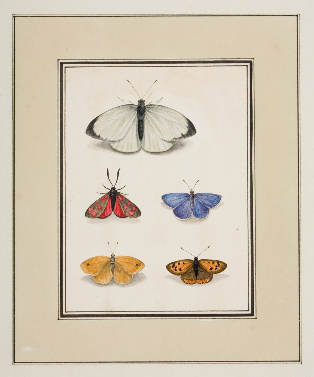 Vlinders, ca.1755-65 door Pierre Francois Ledoulx