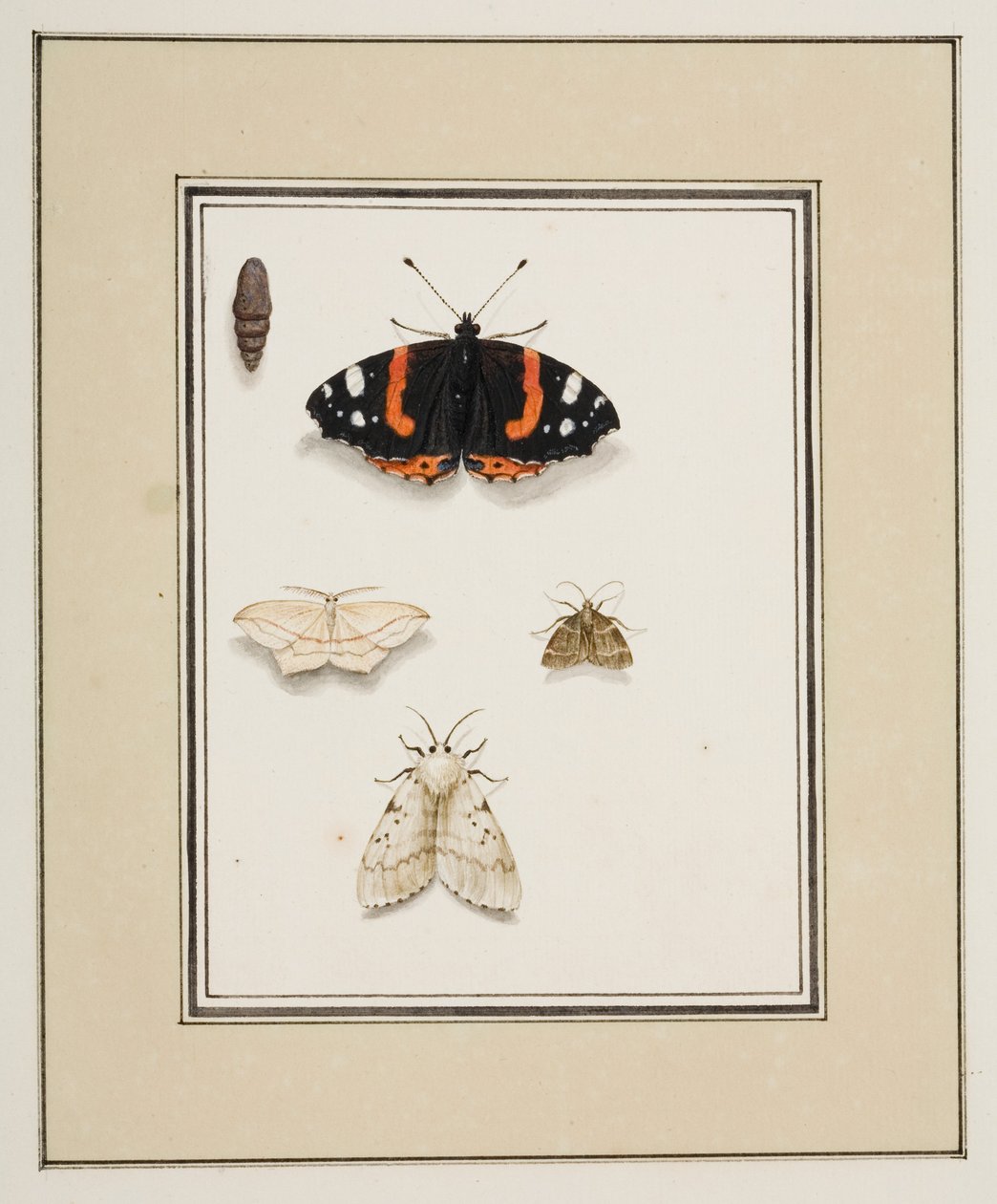 Vlinders, c.1755-65 door Pierre Francois Ledoulx
