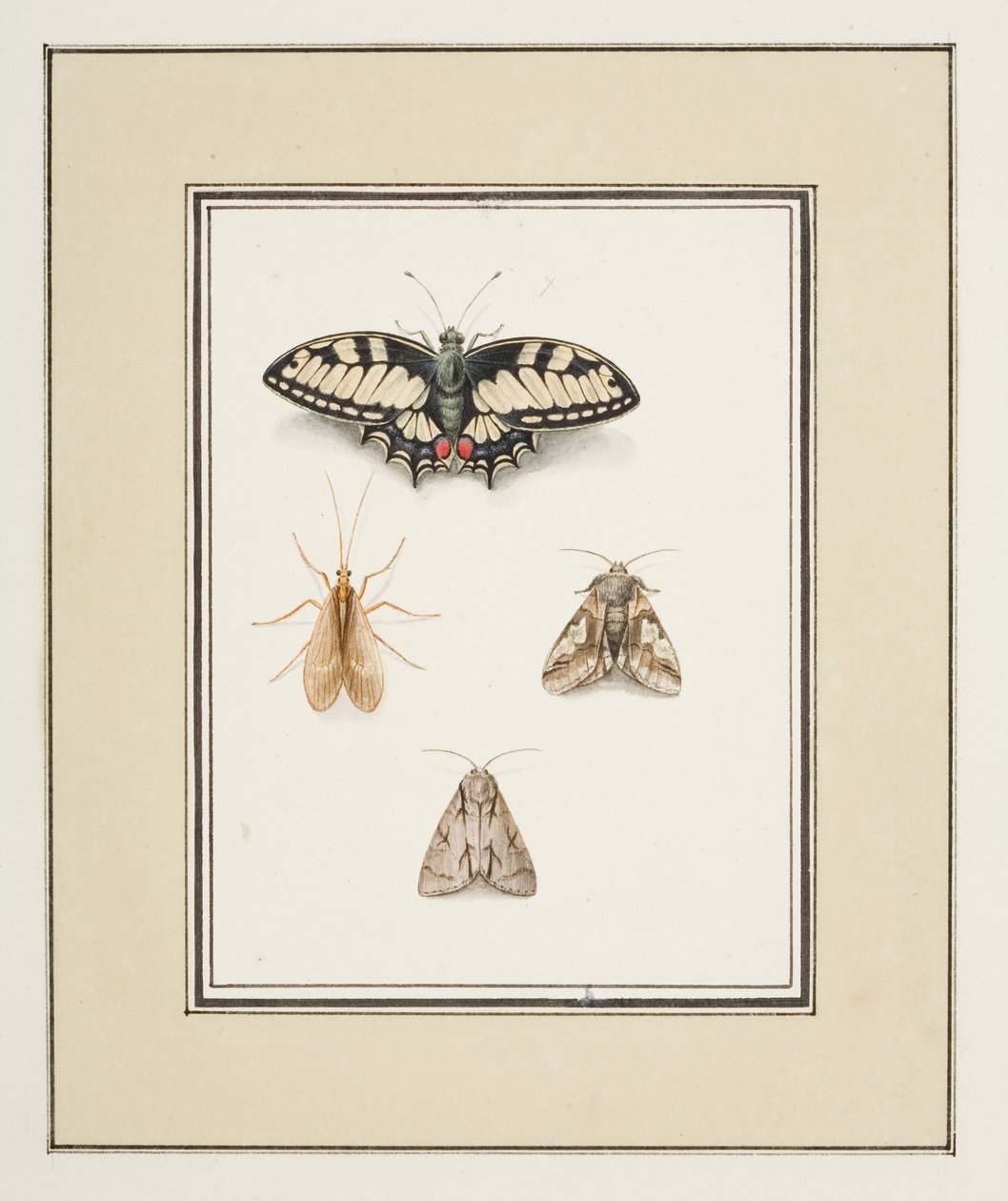 Koninginnenpage, eendagsvlieg en twee motten, ca. 1755-65 door Pierre Francois Ledoulx