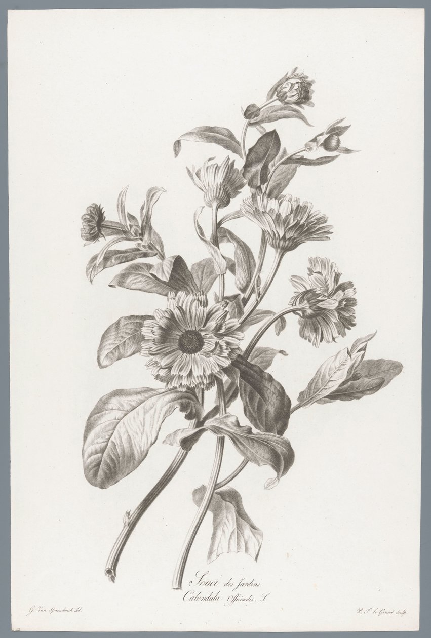 Goudsbloem door Pierre François Legrand