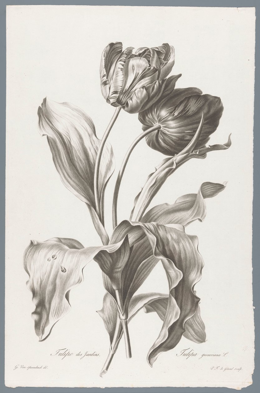 Tulp door Pierre François Legrand