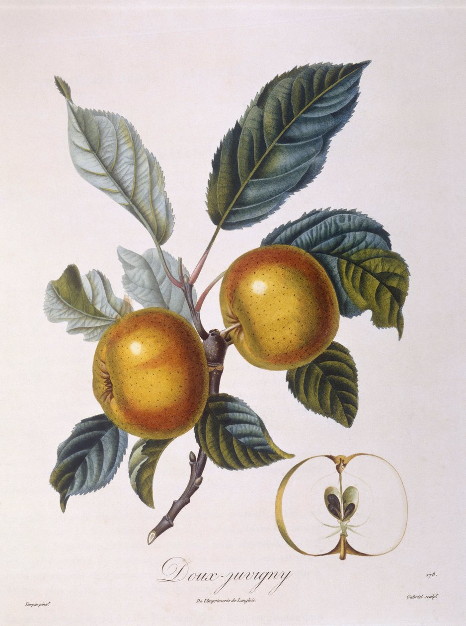 Appel "Doux-Juvigny", botanische plaat door Pierre Jean Francois Turpin door Pierre Jean Francois Turpin