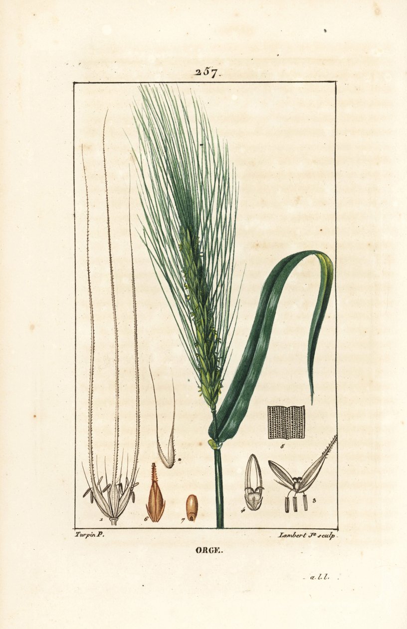 Gerst, Hordeum vulgare, met stengel, blad en zaadspike. Handgekleurde stipple kopergravure door Lambert Junior naar een tekening van Pierre Jean-Francois Turpin uit Chaumeton, Poiret en Chamberet